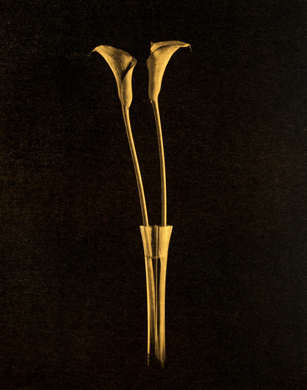 calla-kunkel-fine-art